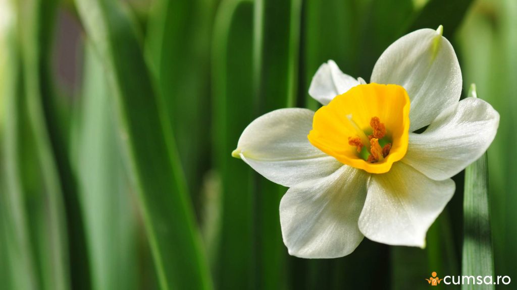 Floare de narcisa