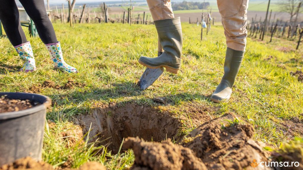 Groapa pentru plantarea unui pom fructifer