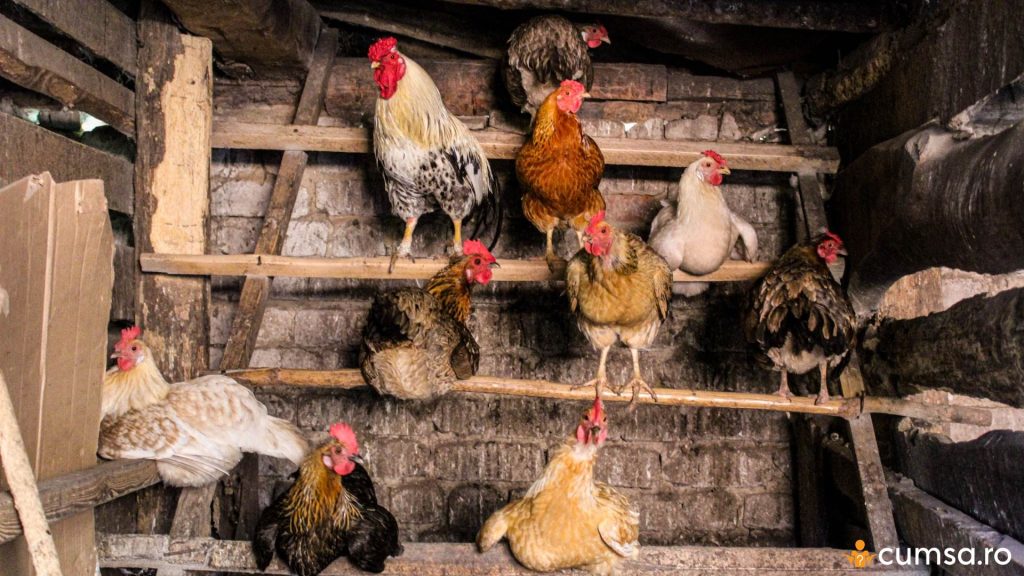 Igienizarea cotetului pentru pasari