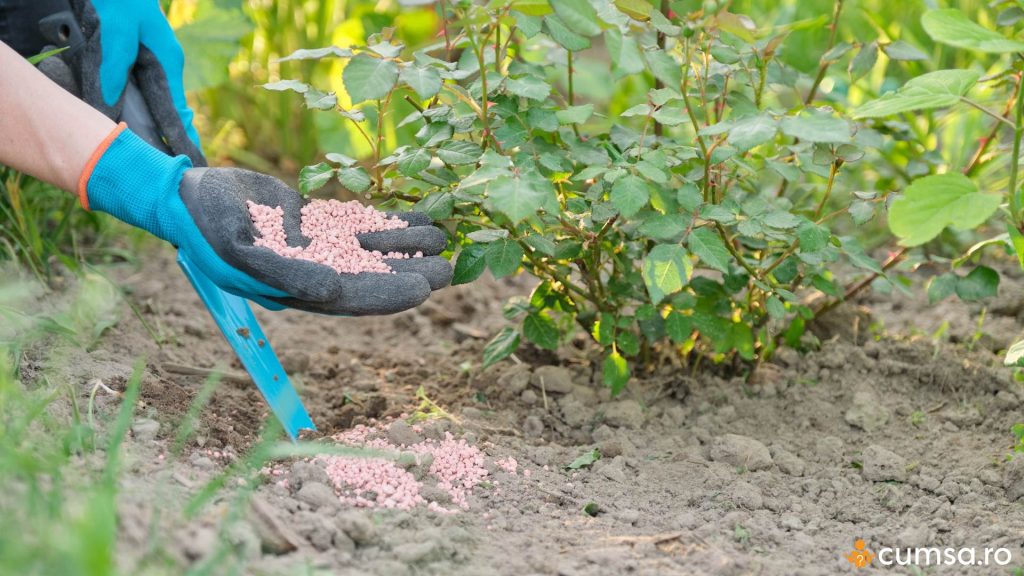 Ingrasamant natural pentru trandafiri
