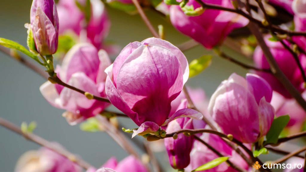 Magnolie inflorita