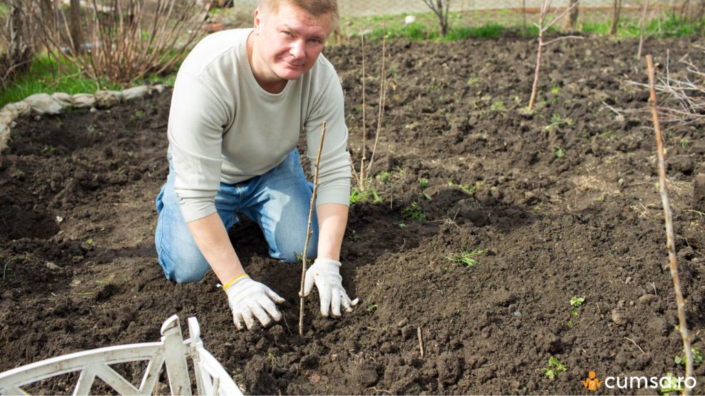 Plantare butasi de zmeura
