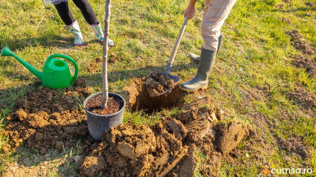 Plantare pom fructifer