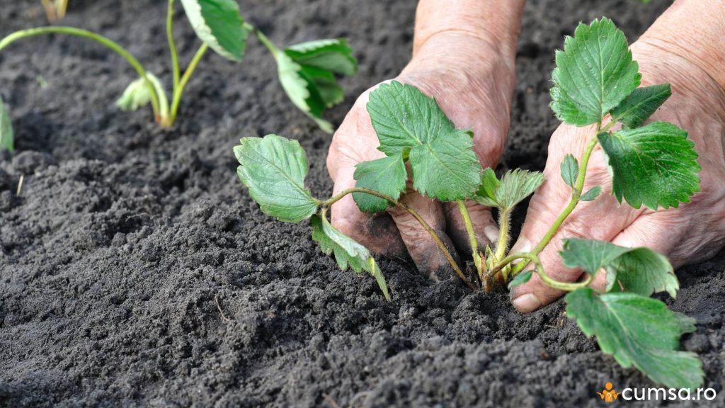 Plantare stoloni capsuni