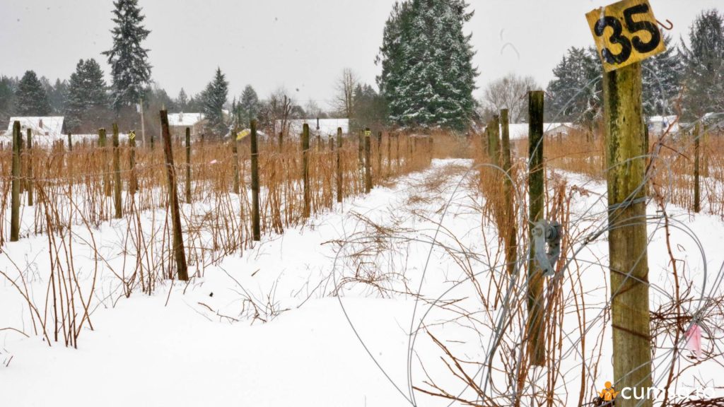 Plantatie de zmeura iarna