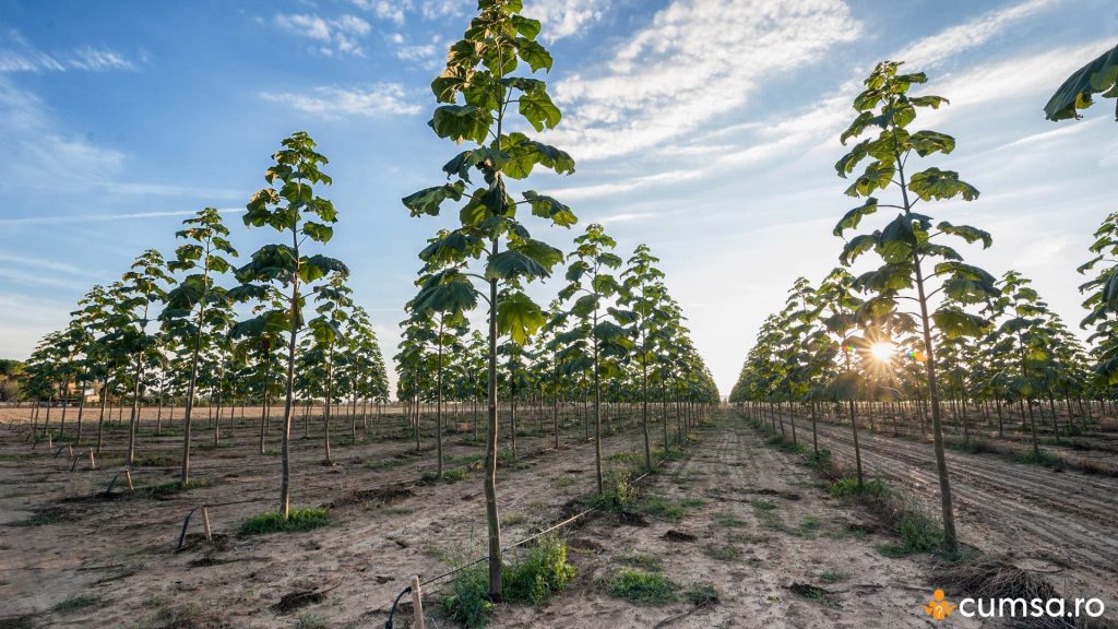 Plantatie de Paulownia