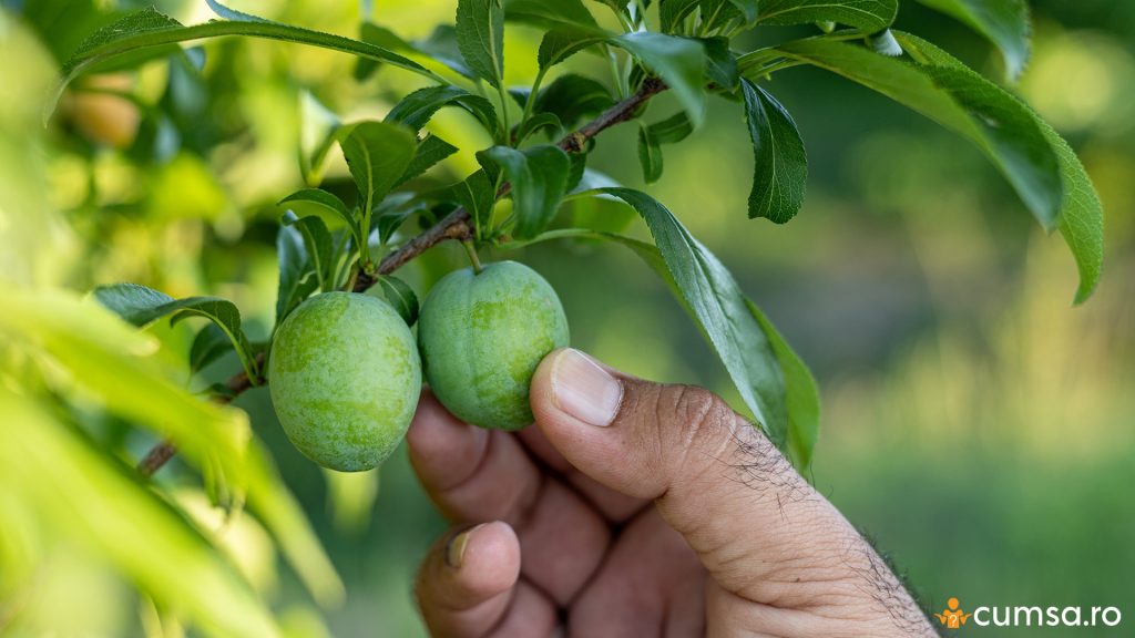 Prune verzi