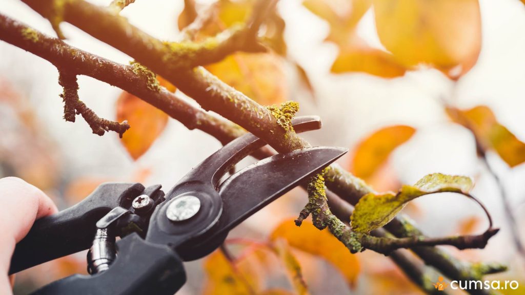 Ramura taiata