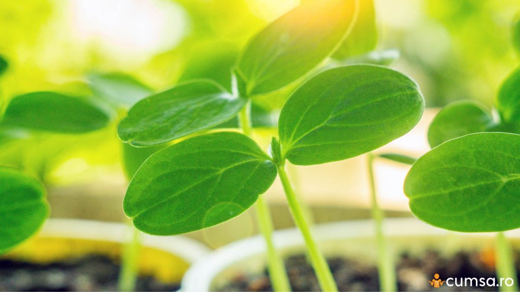 Rasaduri de castraveti