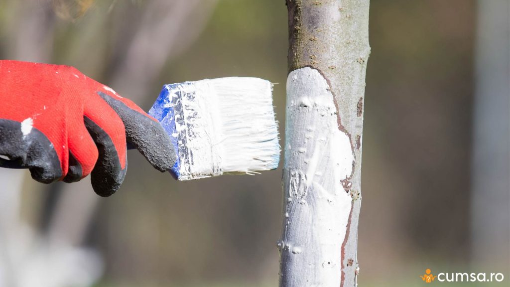 Solutie pentru varuire pomi