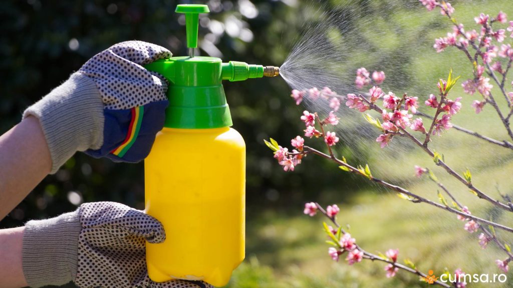 Stropirea pomilor fructiferi