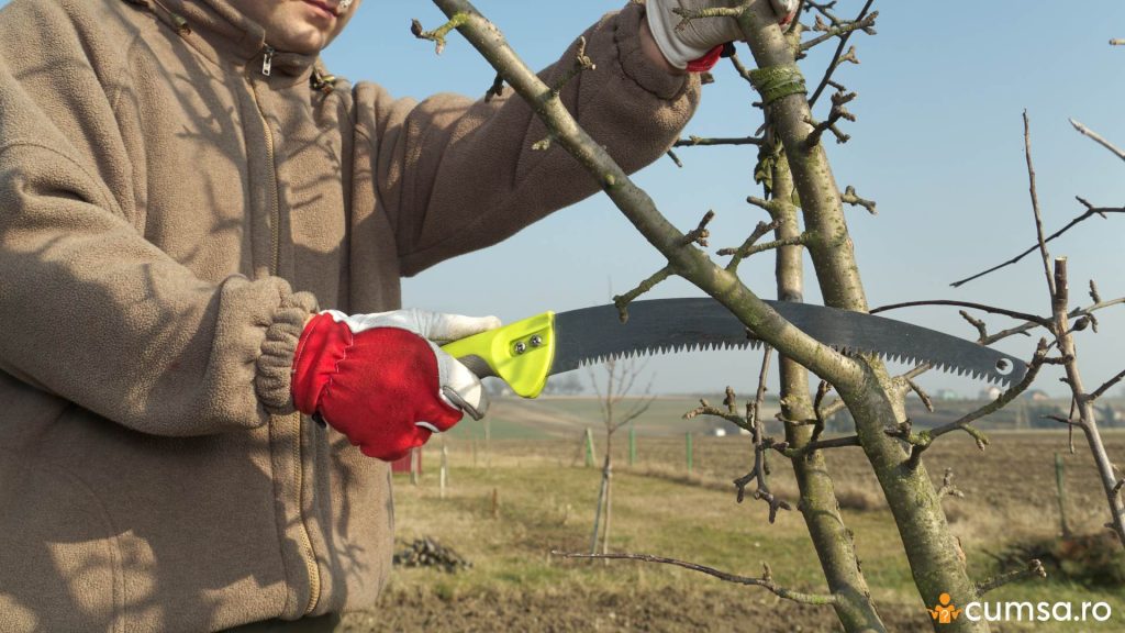 Taierea pomilor fructiferi