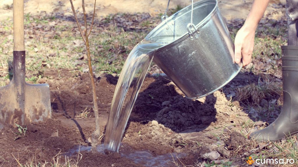 Udarea pomilor proaspat plantati